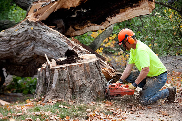 Best Tree Preservation Services  in West Whittier Los Nietos, CA