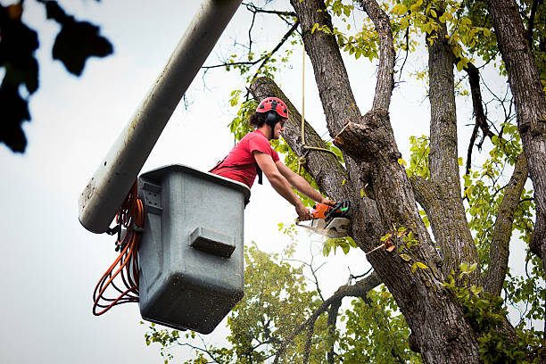 Best Tree Mulching  in West Whittier Los Nietos, CA